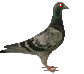 :pigeon:
